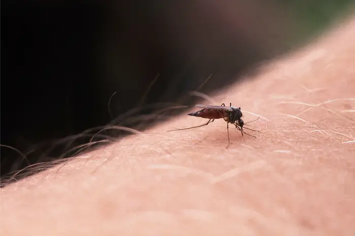 Mosquito sucking blood from a human arm.